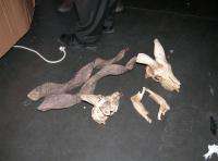 В Домодедово задержали шкуры, черепа и рога горного барана Марко Поло, мархура и сибирского козерога. Фото: WWF
