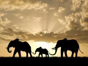 В Кении жирафов обменивают на слонов. Фото: АМИ-ТАСС