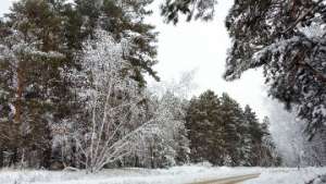 Зимний лес. Фото: РИА Новости