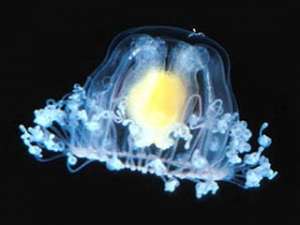 Единственным бессмертным существом на Земле, вероятно, является медуза. Фото: http://www2.bishopmuseum.org