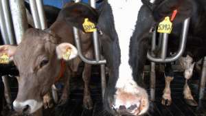 Коровы с кличками дают больше молока. Фото: РИА Новости