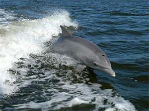 Бутылконосый дельфин. Фото пользователя Solipsist с сайта wikipedia.org