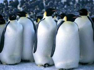 Императорские пингвины, фото с официального сайта фильма &quot;Марш пингвинов&quot;