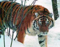 Краснокнижная хищница с тремя тигрятами держала в страхе жителей поселка. Фото: Дейта.Ru