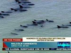 На Филиппинах спасают дельфинов, совершивших попытку массового самоубийства. Фото: newsru.com