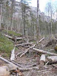 Незаконная рубка деревьев. Архив http://www.seu.ru
