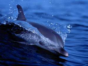 Дельфин. Фото из открытых источников сети Интернет