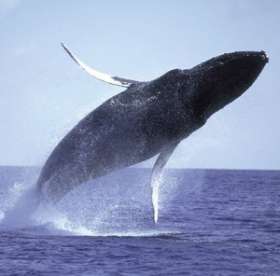 19 февраля – Всемирный день китов. Фото: http://www.vokrugsveta.ru