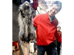 Пойманная в Китае крыса. Фото с сайта news.163.com