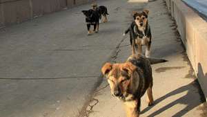 Бродячим собакам в Донецке помогут статьями и воспитательными беседами. Фото: РИА Новости