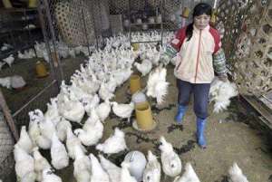 Птичий грипп с 2003 года стал причиной смерти 254 человек. Фото: http://www.chinanews.ru