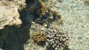 В условиях повышенной температуры кораллы меняют пол. Фото: РИА Новости