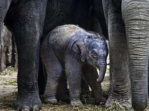 Новорожденный слоненок среди взрослых. Фото ©AFP