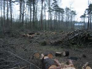 Незаконная вырубка леса. Фото: http://www.greenpatrol.ru