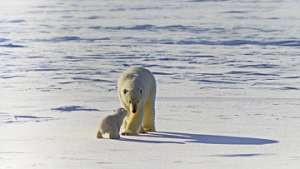 WWF России предложит опыт &quot;Медвежьих патрулей&quot; странам Арктики. Фото: РИА Новости