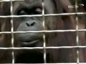 В США научилась свистеть самка орангутана. Фото: Вести.Ru