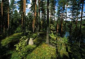 Финляндия. Фото: http://photo.vita.ua