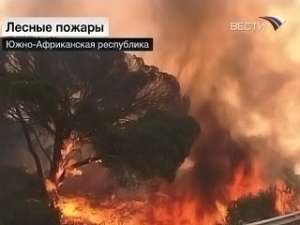 В ЮАР свирепствуют лесные пожары. Фото: Вести.Ru