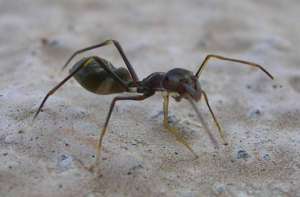 Пауки-скакуны обитают почти по всему миру и отличаются невероятным разнообразием. Например, некоторые из них мимикрируют под муравьёв, а другие долгое время могут питаться исключительно нектаром (фото с сайта wikimedia.org).
