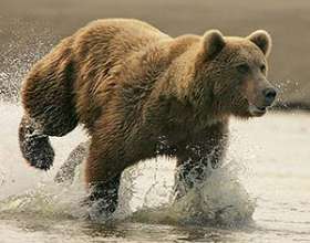 Бурый медведь. Фото: http://zooclub.ru
