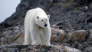 Экологи отмечают падение предложений и спроса на шкуры белого медведя. Фото: РИА Новости