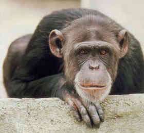 В японском зоопарке научились успешно лечить шимпанзе от простуды с помощью лука-порея. Фото: http://discussiya.com