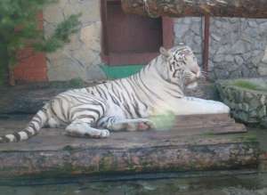 Белый тигр. Фото из открытых источников сети Интернет