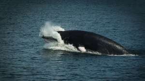 Экологи будут отгонять суда от кита, заблудившегося в водах Гонконга. Фото: РИА Новости