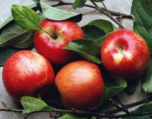 Бельгийский фермер вывел новый сорт яблок. Фото: АМИ-ТАСС