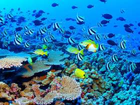 Обитатели коралловых рифов. Фото пользователя BanyanTree с сайта wikipedia.org