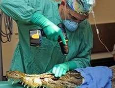 Пластическая операция на морде крокодила. Фото: Росбалт