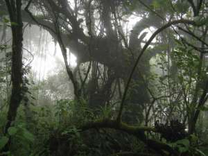 Тропические леса Индонезии. Фото: http://venividi.ru