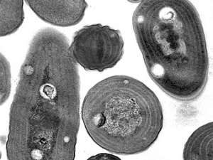 Клетки сине-зеленых водорослей рода Synechococcus под микроскопом. Фото пользователя Daniel Vaulot с сайта wikipedia.org