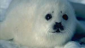  Белек. Детеныш тюленя. Фото: РИА Новости