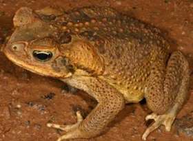 Ядовитая тростниковая жаба-ага. Фото: http://www.sostav.ru
