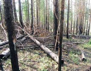 Незаконные вырубки леса. Фото с сайта http://jupiters.narod.ru