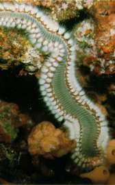 Огненные черви делают океан зеленым. Фото: Правда.РУ