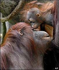 Самка орангутанга с детенышем. Фото: BBC