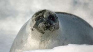PETA призывает оргкомитет Олимпиады-2010 защитить тюленей. Фото: РИА Новости