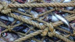 WWF требует прекратить выбрасывать 40% улова рыбацких судов. Фото: РИА Новости