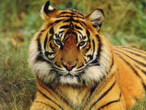 Северо-восточный тигр. Фото: http://pic1.dbw.cn