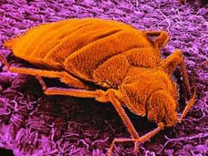 В связи с проблемой неконтролируемого распространения насекомых Американское агентство по защите окружающей среды решило созвать &quot;клоповий саммит&quot;. Фото: http://www.welt.de