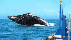 Sakhalin Energy отложила сейсмическую съемку ради популяции китов. Фото: РИА Новости
