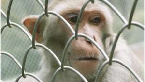 Сорок детенышей родилось в Сухумском обезьяньем питомнике с 2007 года. Фото: РИА Новости