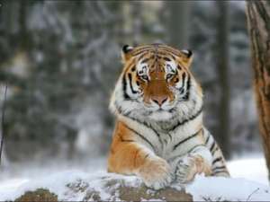 Амурский тигр. Фото с сайта elementy.ru