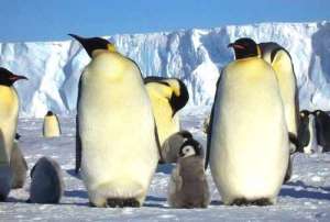 Пингвины. Фото: http://aquam.info