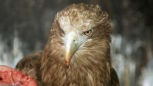 Раненого белоплечего орлана прооперировали в Сахалинском зоопарке. Фото: РИА Новости