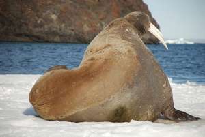 Атлантический морж. Фото: http://www.fishup.ru/