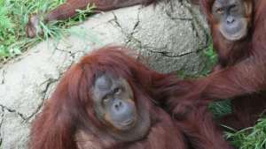 Орангутанов в Индонезии морят голодом, вынуждая попрошайничать. Фото: РИА Новости