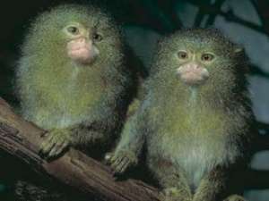 Японские специалисты впервые в истории науки сумели изменить биологическую структуру ближайших родственников человека, внедрив обезьянкам-мармозеткам ген, обеспечивший их меху флюоресцентно-зеленый оттенок. Фото: http://nationalzoo.si.edu/